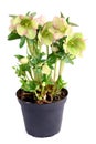 Green pink Hellebore Helleborus niger in flowerpot on white is