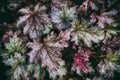 Green and pink leaves of Heuchera with drops of dew or rain top view for background. Royalty Free Stock Photo