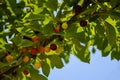 Green, pink and red cherry hanging from tree branch. Harvest sweet cherries on tree. Against blue sky. Close-up. Royalty Free Stock Photo
