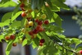 Green  pink and red cherry hanging from tree branch. Harvest sweet cherries on tree. Healthy eating. Vegetarian food. Blurred Royalty Free Stock Photo