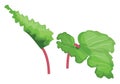 Green and pink rhubarb leafs vector illustration of vegetables