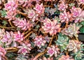 Green and pink succulent plant garden texture Royalty Free Stock Photo