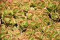 Green and Pink Succulents in an Arid Desert Garden Royalty Free Stock Photo