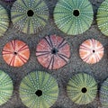 Green, pink and violet colored sea urchin shells on dark sand beach Royalty Free Stock Photo