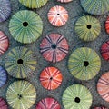 Green, Pink And Violet Colored Sea Urchin Shells On Dark Sand Beach