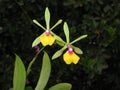 Green pink and yellow orchid Encyclia close up