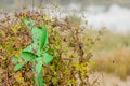 Green pinwheel entangled in vines