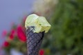Green pistachio ice cream in a black waffle Cup. Royalty Free Stock Photo