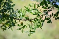 Green Pistachio leaves