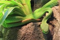Green pit viper Royalty Free Stock Photo