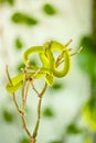 Green Pit Viper is on the branch