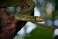 The Green Pit Viper beautiful snake.
