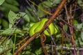 Green Pit Viper or Large-eyed Pitviper