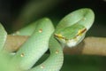 Green Pit Viper Royalty Free Stock Photo