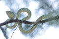 Green Pit Viper Royalty Free Stock Photo