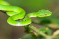 Green pit viper snake Royalty Free Stock Photo