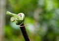 Green pit viper snake stay on top of timber and look forward on green background with copy space