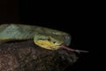 Green pit viper on a tree flicking its tongue seen at matheran Royalty Free Stock Photo