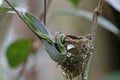 Green Pit Viper Trimeresurus full up after ate Black-naped Monarch little birds