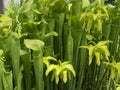 Green pitcherplant / Sarracenia oreophila / Green Pitcher Plant, Montane pitcher plant, GrÃÂ¼ne Schlauchpflanze
