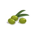 Green pitted olives with leaves in cartoon style.  Flat simple design element for packaging, logos and other olive products. Vecto Royalty Free Stock Photo