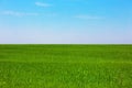 Green plain field Royalty Free Stock Photo
