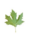 Green plane tree leaf isolated for background Royalty Free Stock Photo