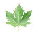 Green plane tree leaf isolated for background