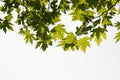 Green plane tree leaves on tree branches with sunshine isolated on white background Royalty Free Stock Photo