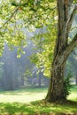 Green plane tree and sunshine rays Royalty Free Stock Photo