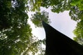 Green planet concept, gigantic tree reaching to sky