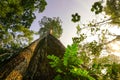 Green planet concept, gigantic tree reaching to sky