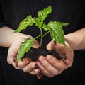 Green plant Royalty Free Stock Photo