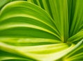 Green plant abstract background. Veratrum, False Hellebore texture closeup