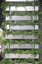 The green plant adornment of support in shenzhen