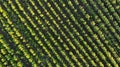 Aerial. Farming and plants. Agriculture background.