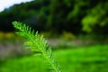 green plant against the backdrop