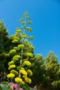 Green plant against the sky. Royalty Free Stock Photo