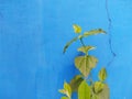 Green plant againts blue cracked wall background Royalty Free Stock Photo