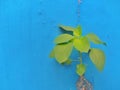 Green plant againts blue cracked wall background Royalty Free Stock Photo