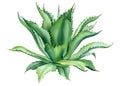 Green plant. Aloe on isolated white background, watercolor illustration, agave botanical painting