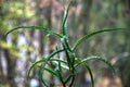 Green plant aloe vera with prickles