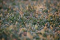 Green plant background. Abstract floral texture. Close up shot. Focus in centre of image Royalty Free Stock Photo