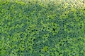 Green plant background of duckweed. Lemna minuta