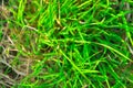 Green plant background, young grass. background Royalty Free Stock Photo