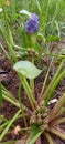 Green Plant at backyard