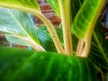 Green plant with beautiful texture near house