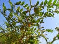 Green plant of bengal gram pluses Royalty Free Stock Photo