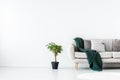 Plant in black pot next to beige couch with emerald green blanket