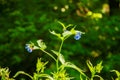 Green plant with blue flowers. Against the backdrop of the forest. Summer in the forest Royalty Free Stock Photo